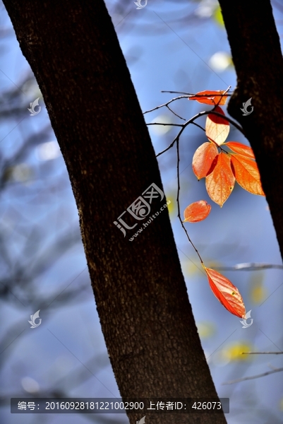 柿子樹葉紅了