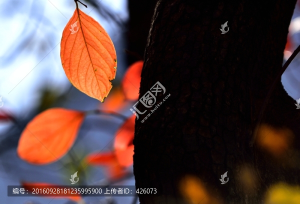柿子紅葉