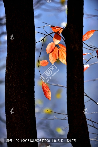 柿樹紅葉
