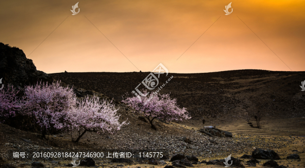 杏花,田野,初春,春天