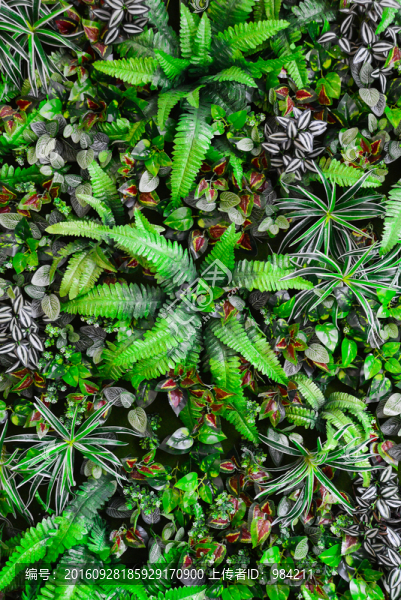 植物墻,花墻