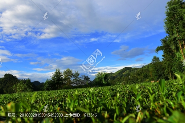 美麗茶園風(fēng)景