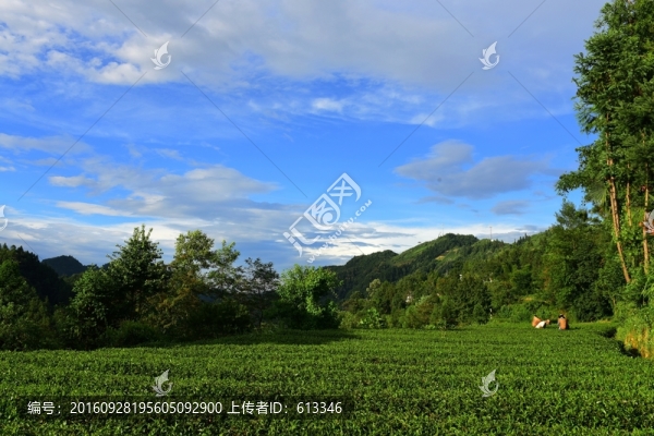 茶園生態(tài)茶葉美麗景色
