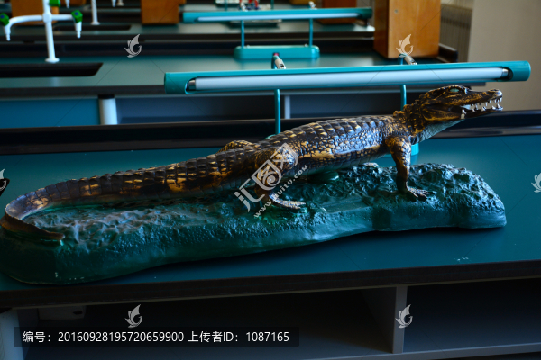 動(dòng)物模型