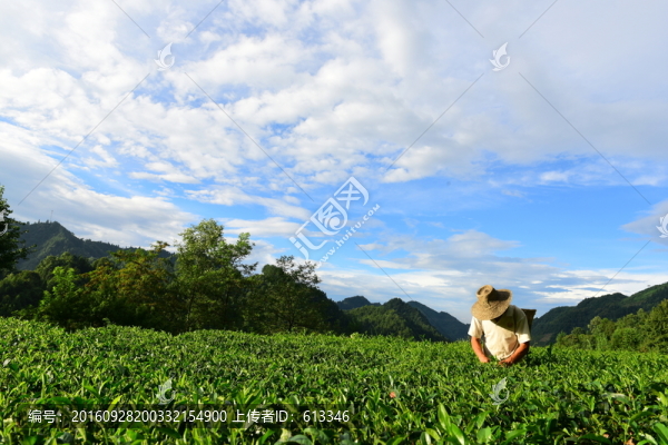 茶園生態(tài)茶葉美麗景色
