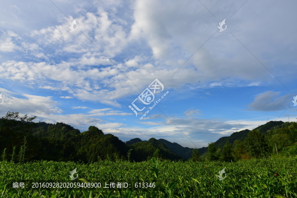 茶園生態(tài)茶葉美麗景色
