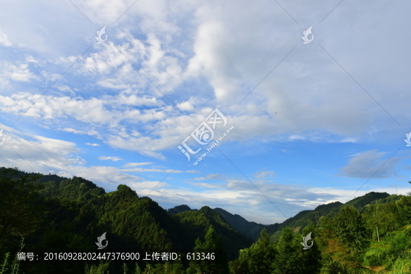 茶園生態(tài)茶葉美麗景色