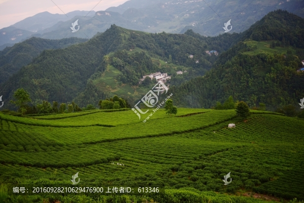茶園生態(tài)茶葉美麗景色