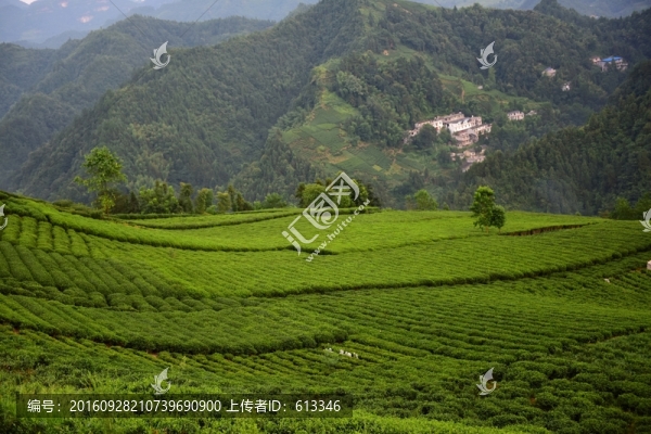 茶園生態(tài)茶葉美麗景色
