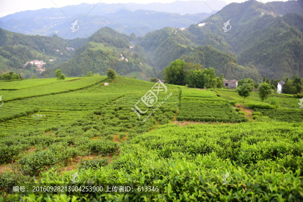 茶園茶葉美麗風(fēng)景