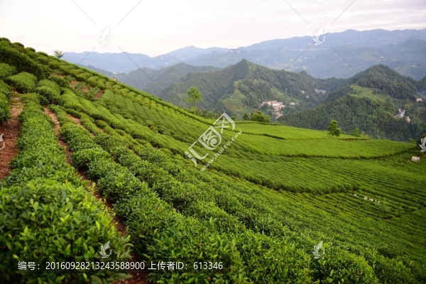 茶園茶葉美麗風(fēng)景