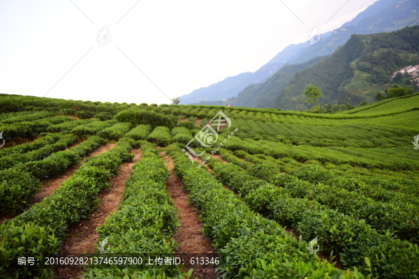 茶園茶葉美麗風(fēng)景