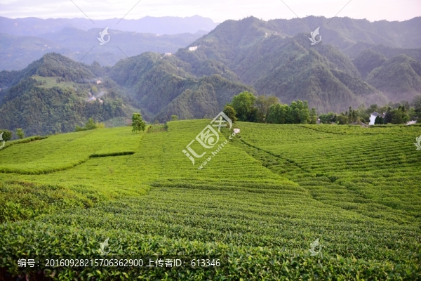 茶園茶葉美麗風(fēng)景