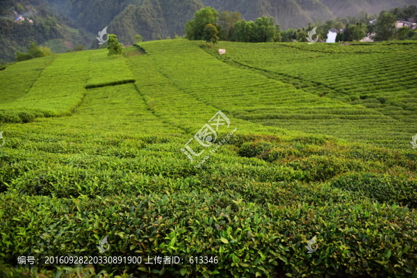 茶園茶葉美麗風(fēng)景