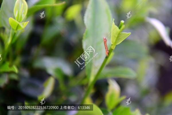 茶園茶葉美麗風(fēng)景