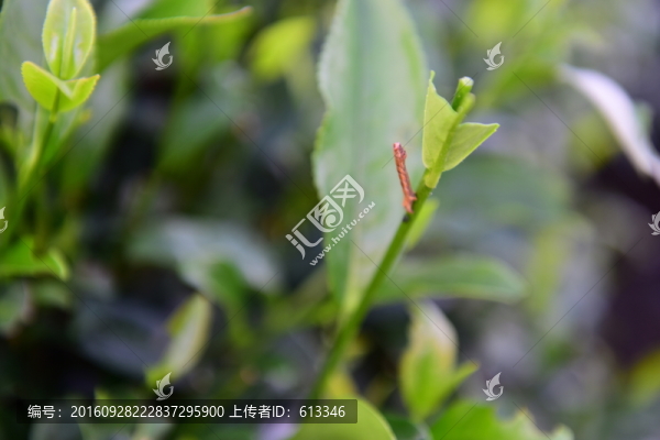 茶園茶葉美麗風(fēng)景