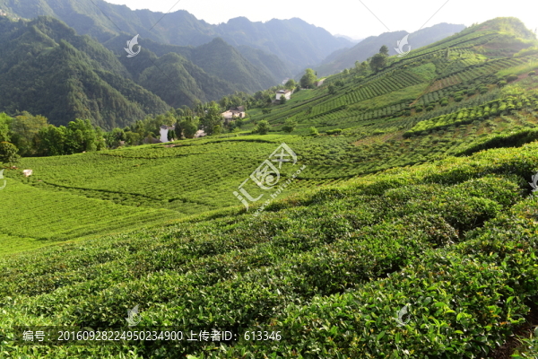 茶園茶葉美麗風(fēng)景