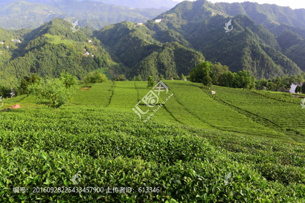 茶園茶葉美麗風(fēng)景