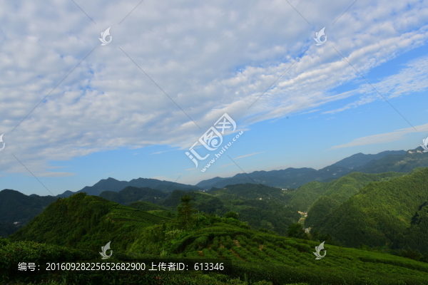 茶園茶葉美麗風(fēng)景