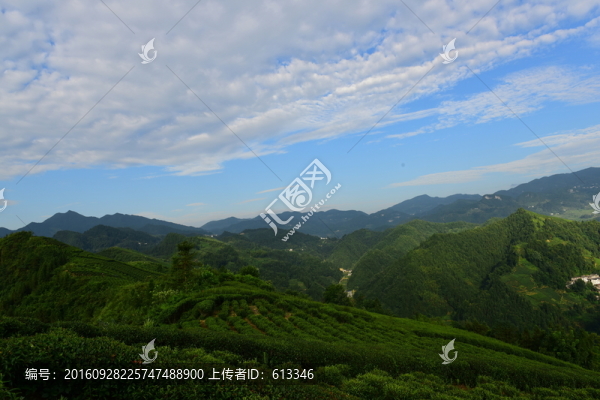 茶園風(fēng)景