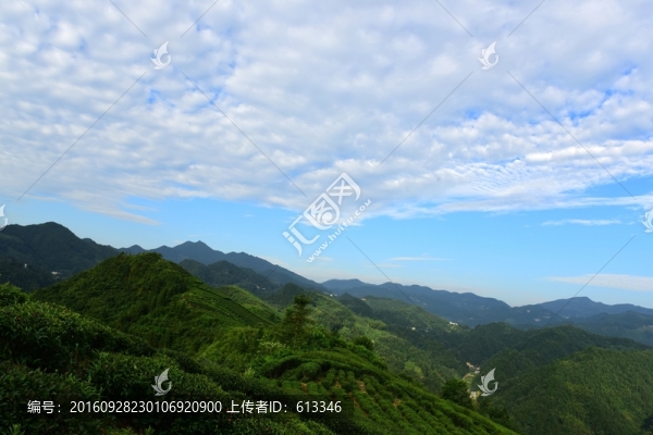 茶園藍(lán)天白云