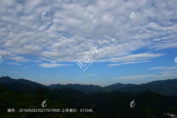 茶園藍天白云