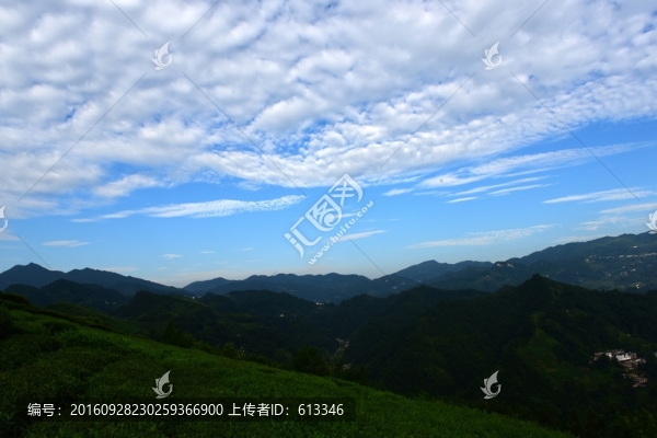 茶園藍天白云
