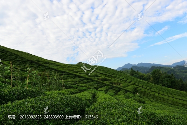茶園茶葉美麗風(fēng)景