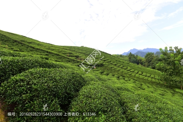茶園茶葉美麗風(fēng)景