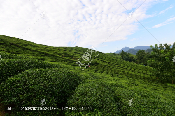 茶園茶葉美麗風景