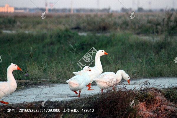 鵝,白鵝,大鵝,家禽,濕地