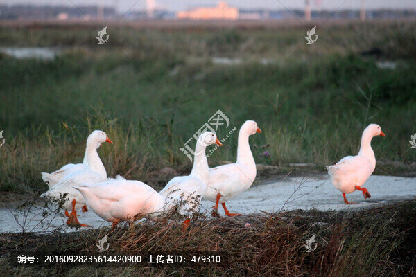 鵝,白鵝,大鵝,家禽