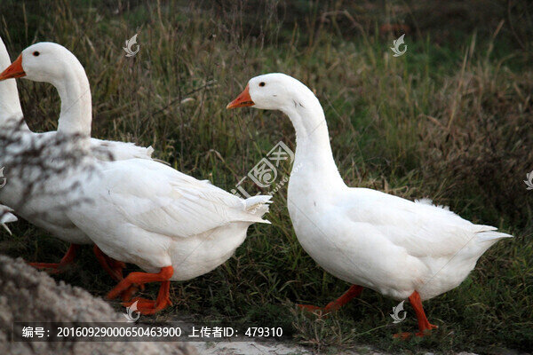 鵝,白鵝,大鵝,家禽,濕地