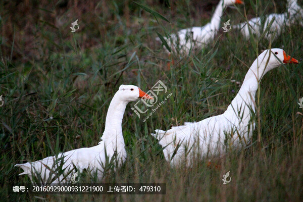 鵝,白鵝,大鵝,家禽