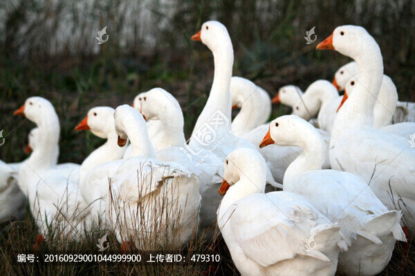 鵝,白鵝,大鵝