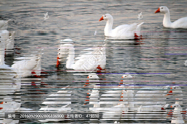 鵝,白鵝,大鵝,家禽