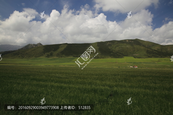 青稞田