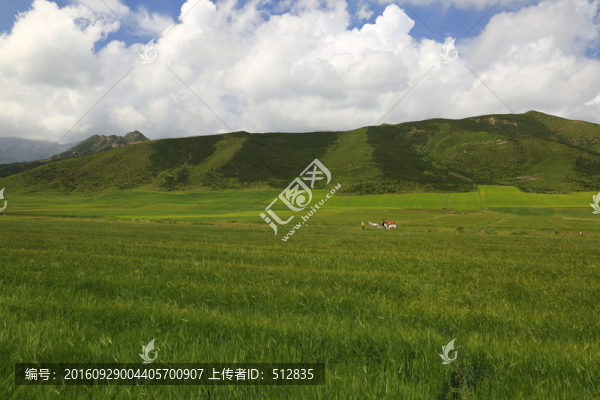 青稞田