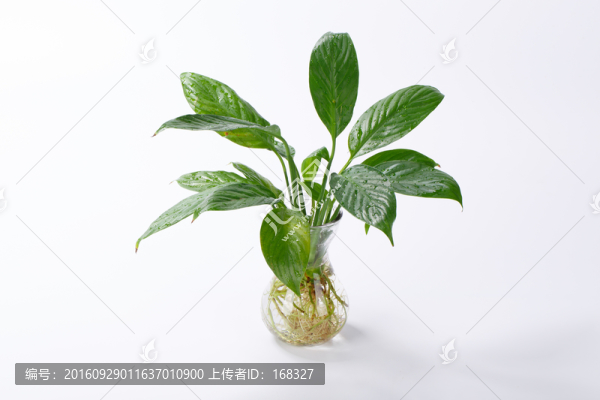 盆景盆栽白掌
