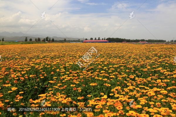 花田