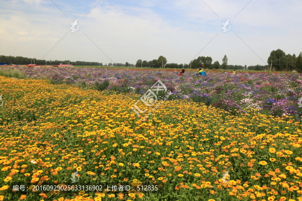 花田