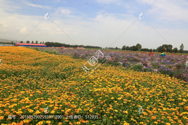 花田