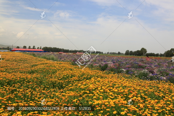 花田
