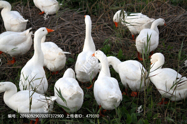 鵝,白鵝,大鵝,家禽