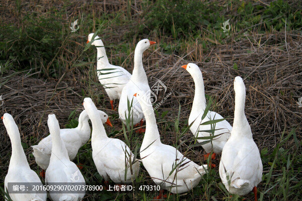 鵝,白鵝,大鵝,家禽,濕地