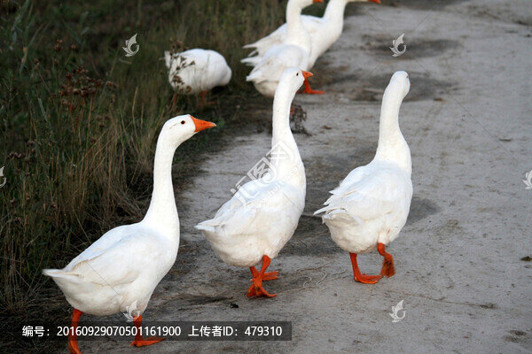 鵝,白鵝