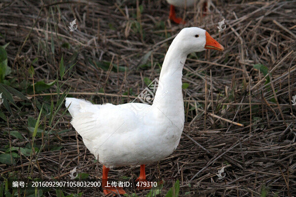 鵝,白鵝,大鵝,家禽
