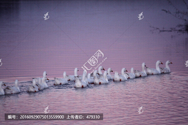 鵝,白鵝