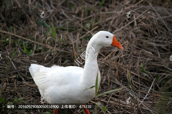 鵝,白鵝,大鵝,家禽