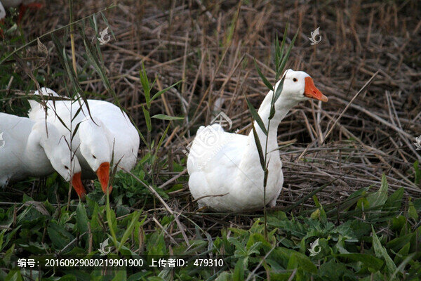 鵝,白鵝,大鵝,家禽